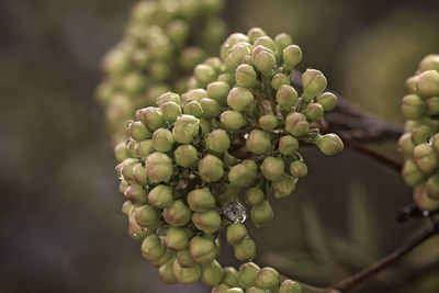 Close-up of grapes growing on tree