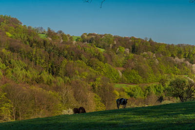 View of horse grazing in field