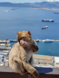 Monkey sitting on a rock