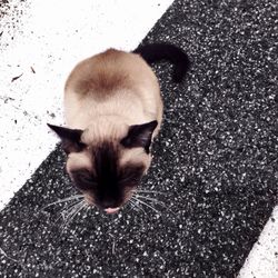 Cat on road