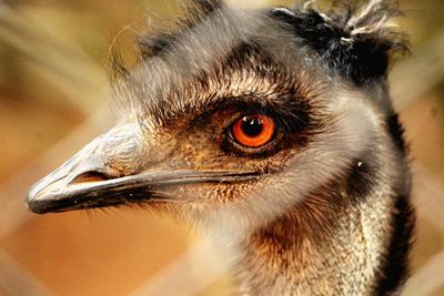 Close-up of an emu