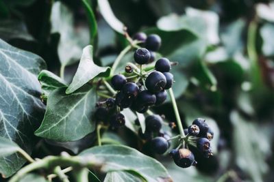 Close-up of black olives growing on tree