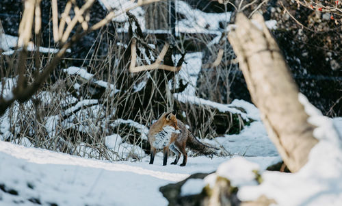 Deer on snow
