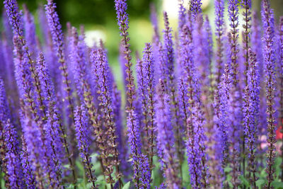 Close-up of purple flowering plants