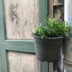 Close-up of potted plant on window sill