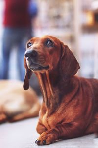 Close-up of dog looking away