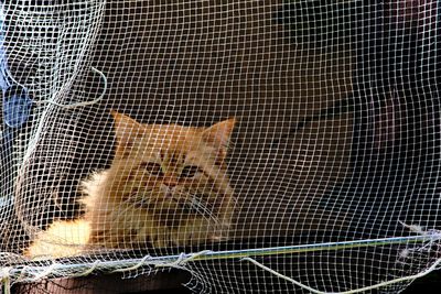 Close-up of cat behind net