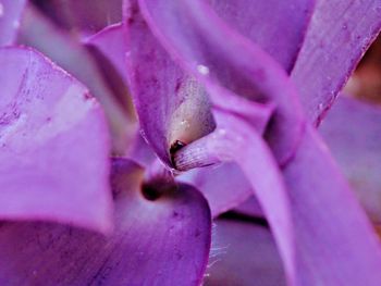 Close-up of pink flower