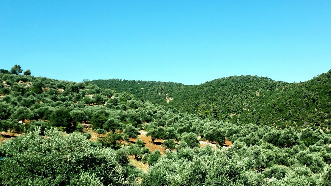 clear sky, mountain, tree, blue, tranquil scene, tranquility, beauty in nature, scenics, landscape, green color, growth, nature, lush foliage, green, non-urban scene, plant, idyllic, mountain range, hill, day, outdoors, non urban scene, no people, remote, grass, sky, horizon over land, majestic