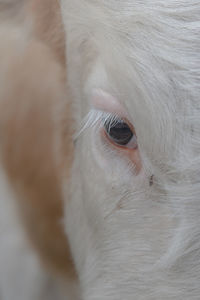 Close-up of a horse