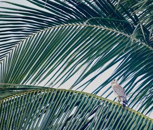 Low angle view of palm tree