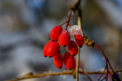 Close-up of cherries on tree