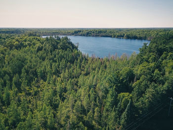 High angle view of plants growing in forest against sky