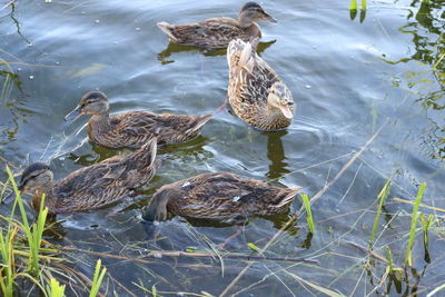 Birds swimming in lake