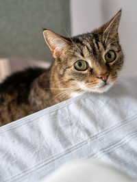 A curious cat trying to get on the table