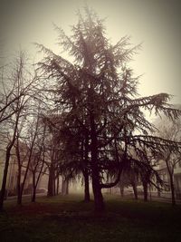 Trees on field against sky