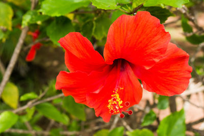 Close-up of red hibiscus blooming in garden