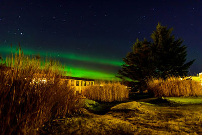 Trees on field against sky at night with northern lights