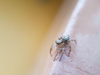 Close-up of spider on hand