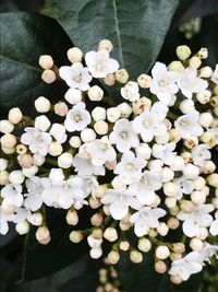 Close-up of white flowers blooming in water