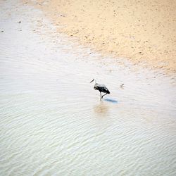 Bird in water