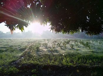 Trees on field against sky