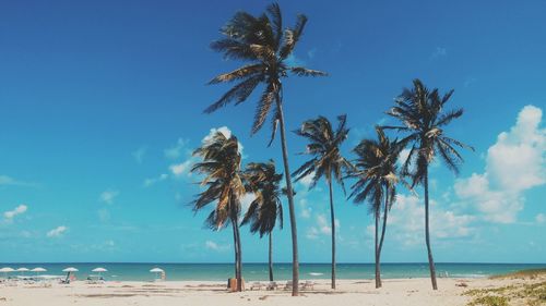 Palm trees on beach against blue sky