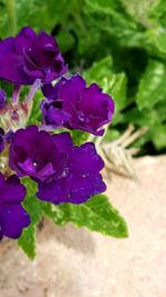 Close-up of purple flower