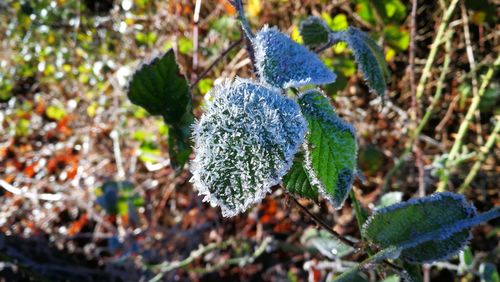 Close-up of fresh plants on snow