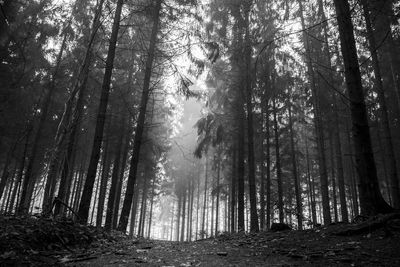 Low angle view of sunlight streaming through trees in forest