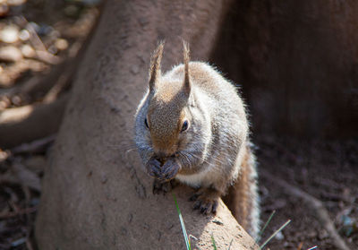 High angle view of an animal 