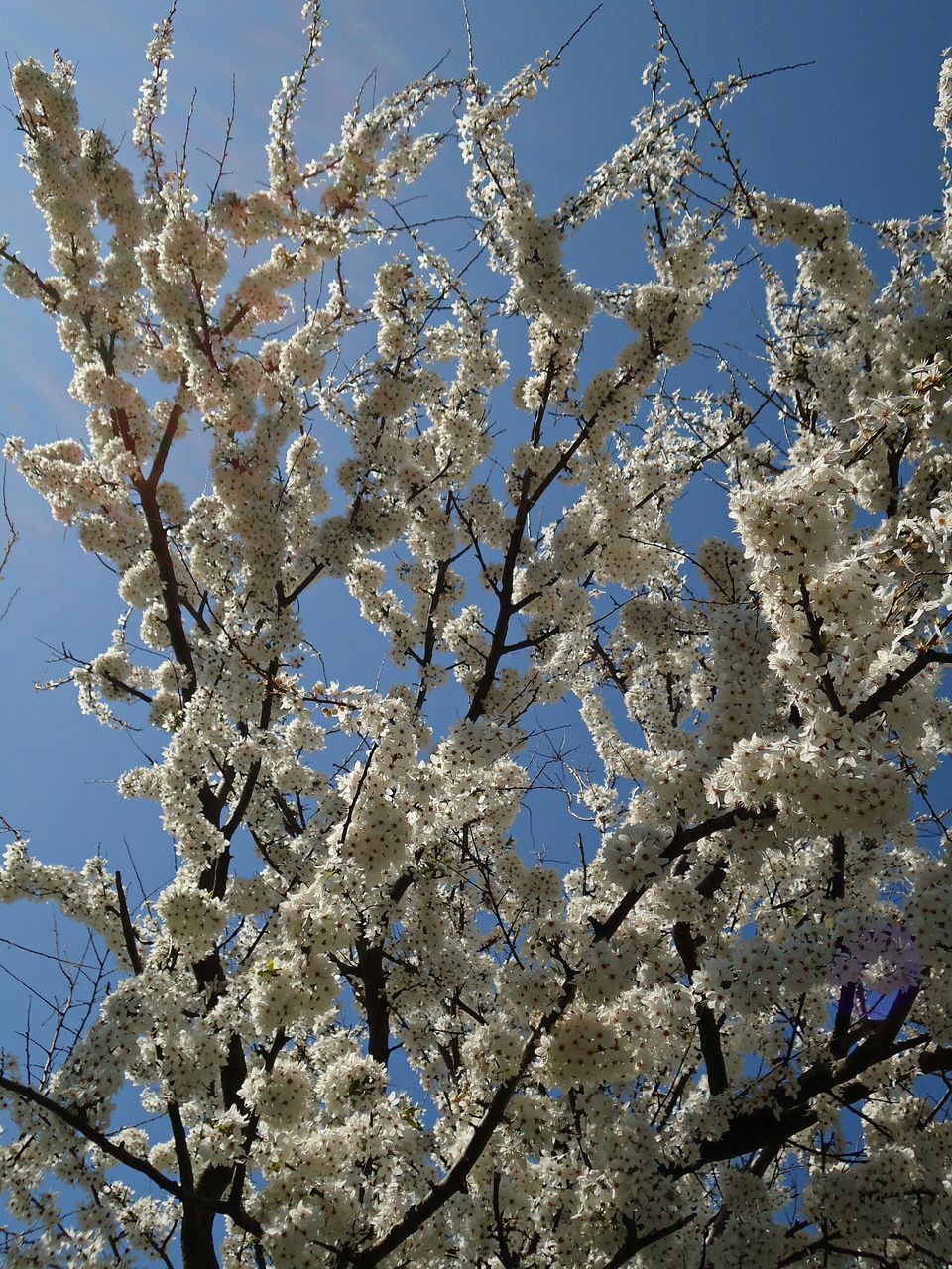 Tree in blossom under blue sky