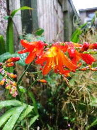 Close-up of red flowers