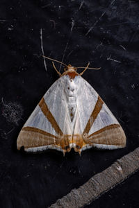 Close-up of butterfly