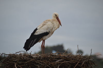 Low angle view of stork on nest against sky