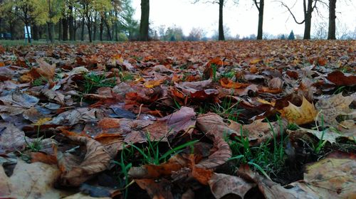 Close-up of autumn leaves on field