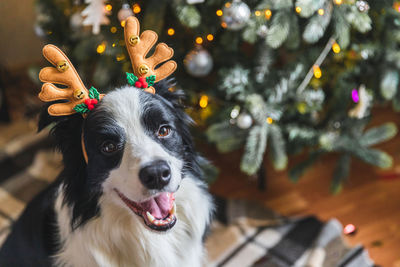 Puppy dog border collie wearing christmas costume deer horns hat near christmas tree at home