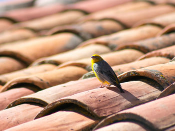 Close-up of bird perching outdoors