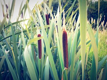 Close-up of plants growing on field