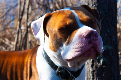 Close-up of dog squinting