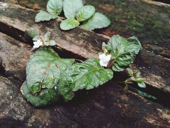 High angle view of leaves on wood