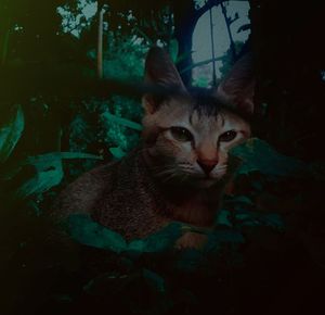 Portrait of cat by plant at night