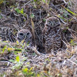 Close-up of endangered burrowing owl in burrow