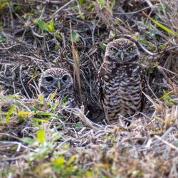 Close-up of owl on field