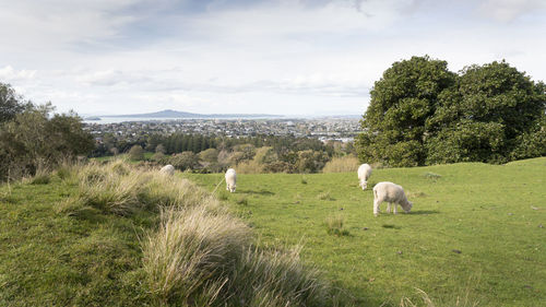 Sheep grazing in a field