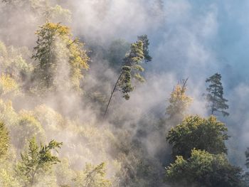 Trees in forest against sky