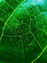 Macro shot of fresh green leaf in water