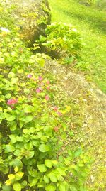 Plants growing on field