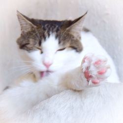 Close-up of white cat