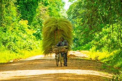 Rear view of man riding bicycle on road